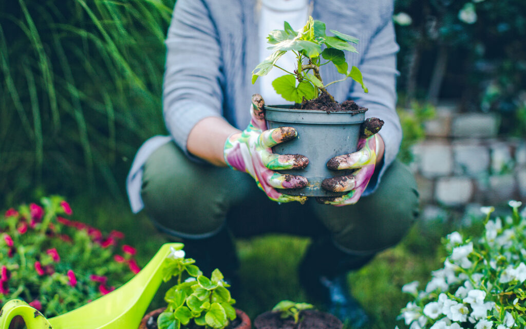 Advita Knee Replacement Surgery