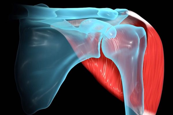 Shoulder Biomechanics