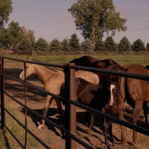 25-0000720_Rev_A_Advita_Ortho_Equinoxe_Shoulder_Patient_Testimonial_Bernie.mp4